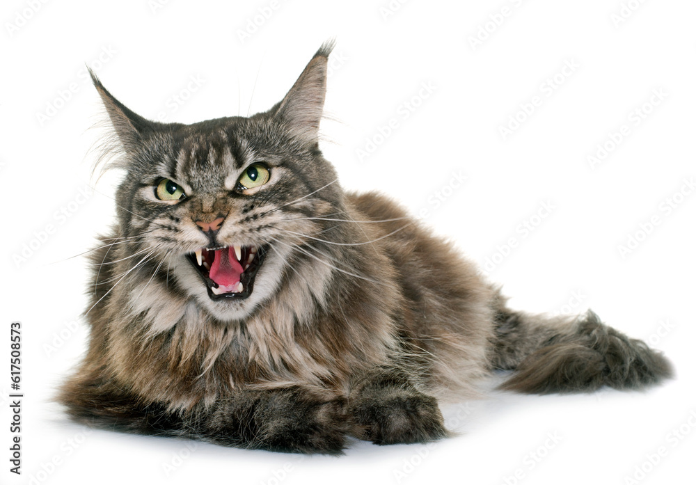 Fototapeta premium angry maine coon in front of white background