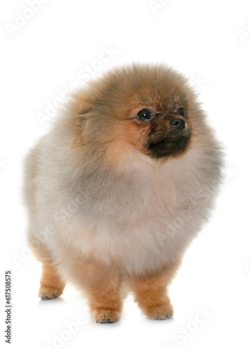 puppy pomeranian dog in front of white background