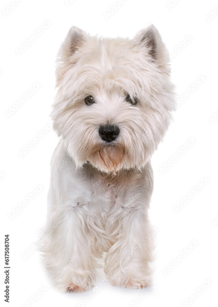 adult west highland white terrier in studio adult west highland white terrier in studio