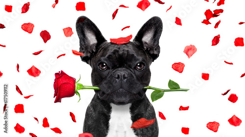 Εκτύπωση καμβά french bulldog dog crazy and silly in love   on valentines day , rose petals fly