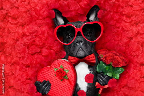 valentines french bulldog dog in love holding a cupids arrow with mouth ,wearing sunglasses,lying on bed of red flower petals , with gift box and roses © Designpics