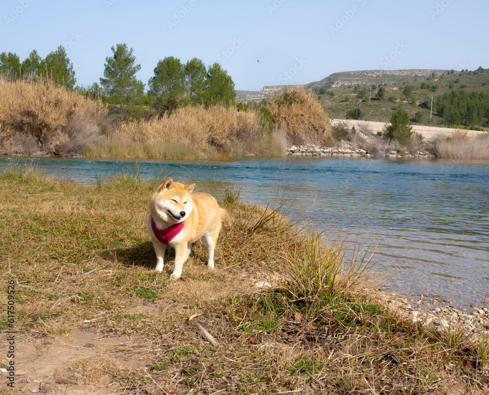 Shiba Inu puppy looks like a little fox Shiba Inu puppy looks like a little fox
