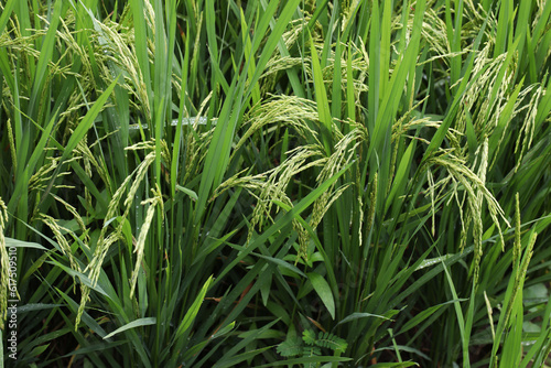 Beautiful rice plant in a field