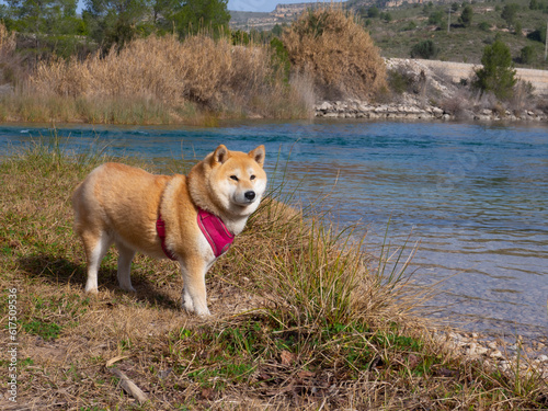 Shiba Inu puppy looks like a little fox