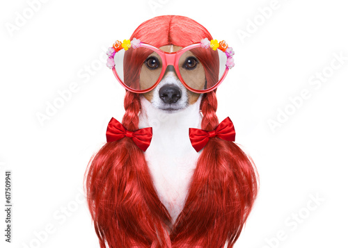 hairdresser dog ready to look beautiful by comb  scissors  dryer  and spray at the wellness spa salon  isolated on white background wearing funny nerd glasses