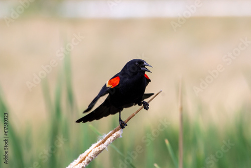 Redwing blackbird in Colorado