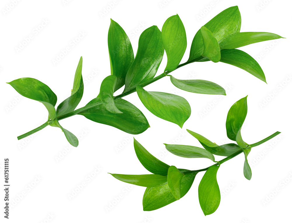 Set of two isolated Ruscus branches. Fresh green leaves, florists greenery Set of two isolated Ruscus branches. Fresh green leaves, florists greenery
