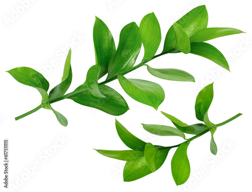Set of two isolated Ruscus branches. Fresh green leaves, florists greenery