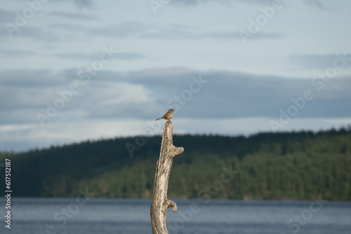 Sparrow on Branch in San Juan Islands, Washington photo