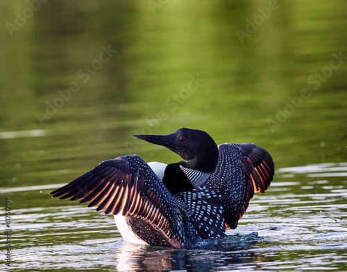 Foto Common Loon (Gavia immer) in breeding plumage flapping wings on a northwoods lake in Wisconsin