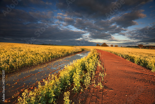 First rays of sun light across Canola crops in Cowra Central West NSW Australia.  Blue and grey moody sky contrasting against the vibrant yellow flowers and red earth photo