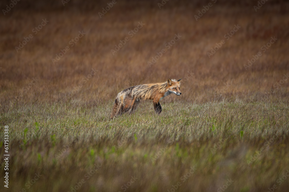 Red Fox Hunting Rabbits San Juan Island Washington Red Fox Hunting Rabbits San Juan Island Washington