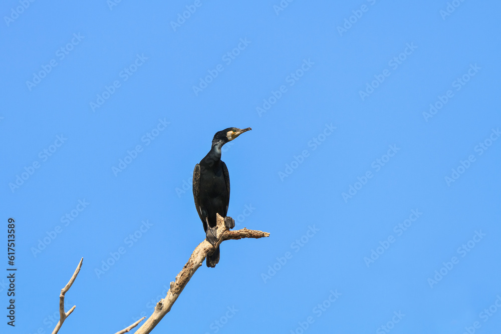 cormorant in a tree on blue sky background. Location: Danube Delta , Romania cormorant in a tree on blue sky background. Location: Danube Delta , Romania