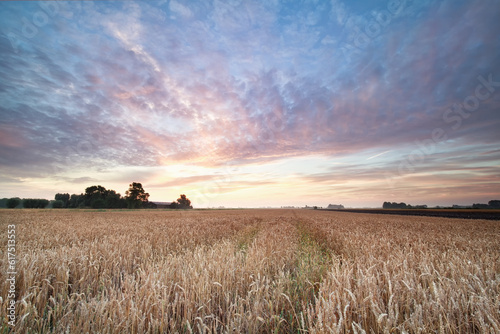 wheat field during beautiful summer sunrise