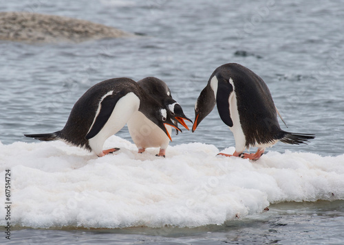 Three Gentoo Penguins on the ice in Antarctica