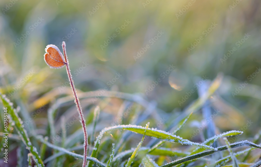 Fotografie Macro frozen grass and heart shape leaf