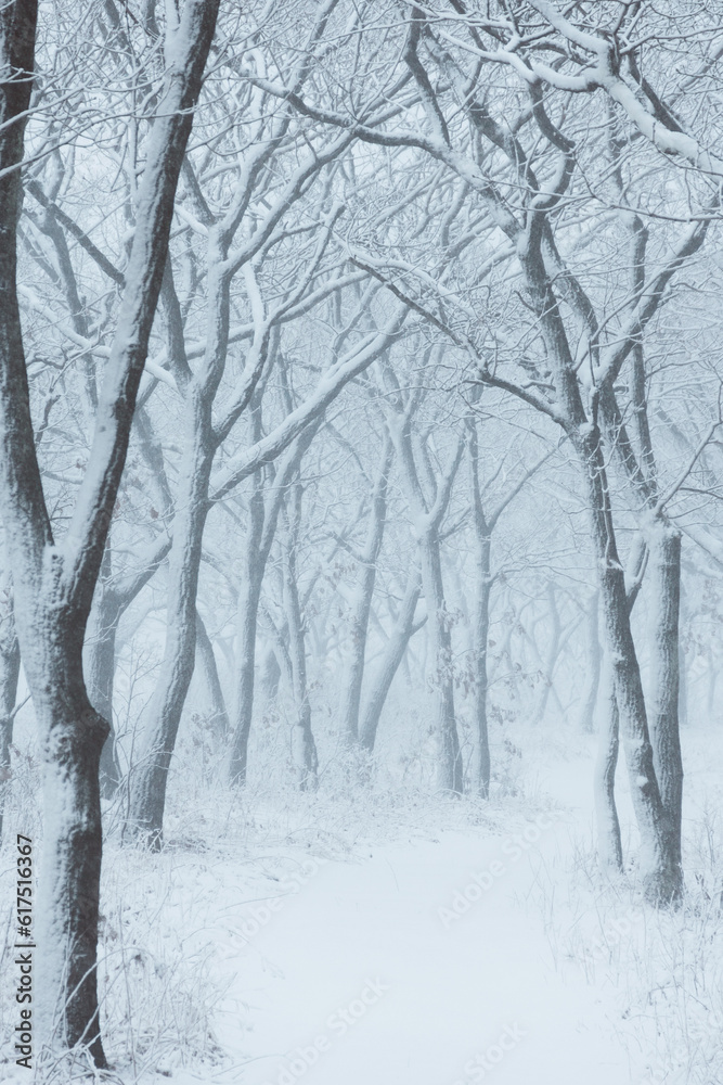 Fototapeta premium Winter landscape. Snowfall in the forest. Russia
