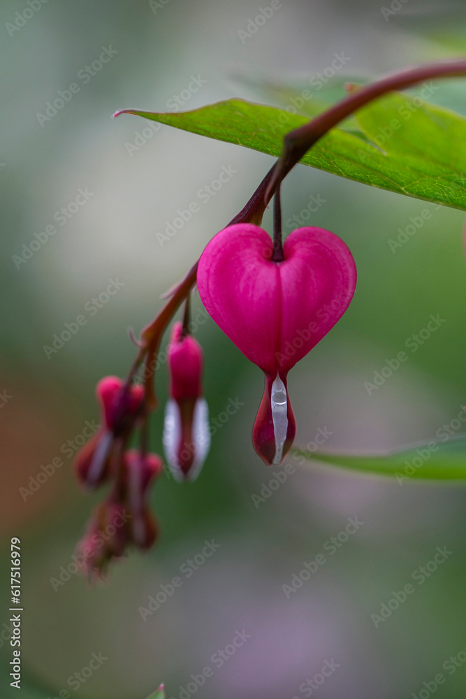 Dicentra Broken heart Dicentra Broken heart