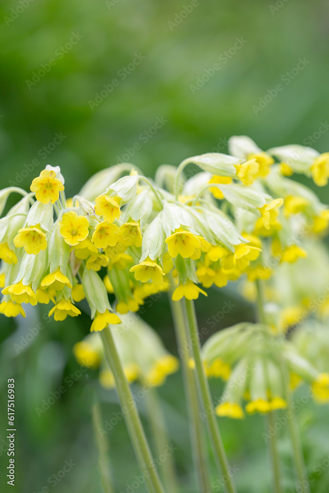 Fototapeta premium spring wildflowers, wild primroses
