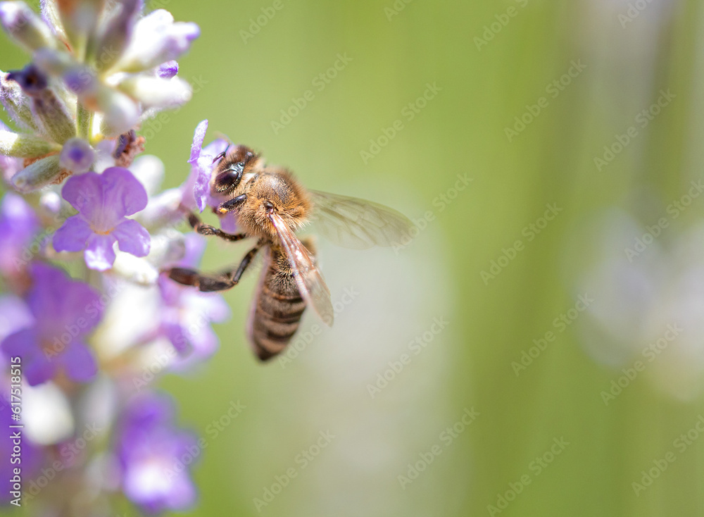 European honey bee (Apis mellifera) on a lavender flower European honey bee (Apis mellifera) on a lavender flower