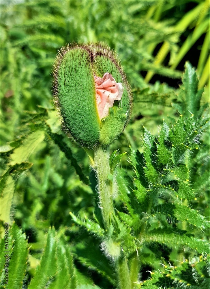 Obraz premium poppy bud