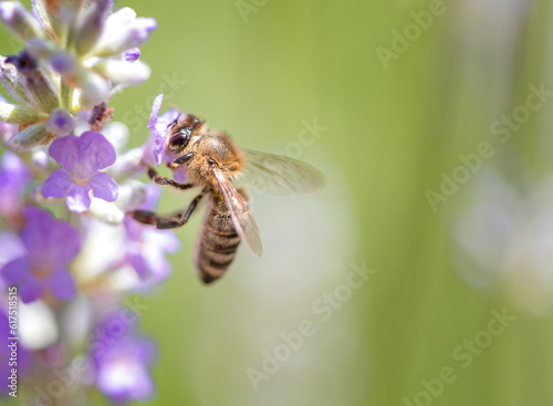 European honey bee (Apis mellifera) on a lavender flower © wabeno
