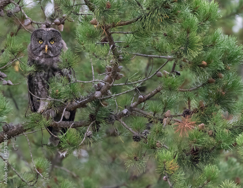 Great Grey  owl perched in a tree.  Curiously watching me as I photograph it.