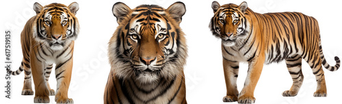 Collection of three bengal tiger  animal bundle isolated on white background as transparent PNG  generative AI