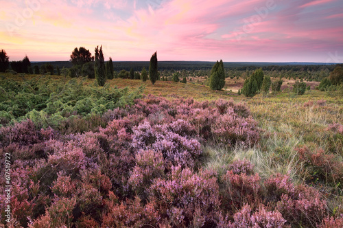 pink heather flowers on hills at sunset, Wilsede, Luneburger heide, Germany photo