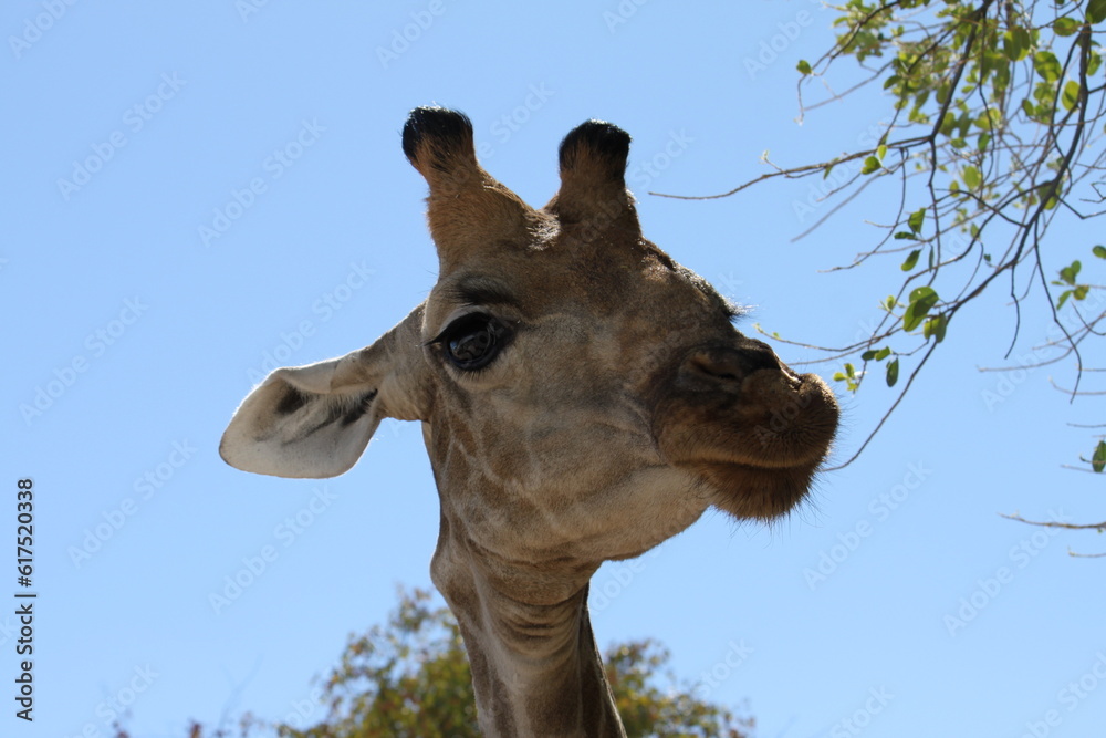 Portät einer Giraffe