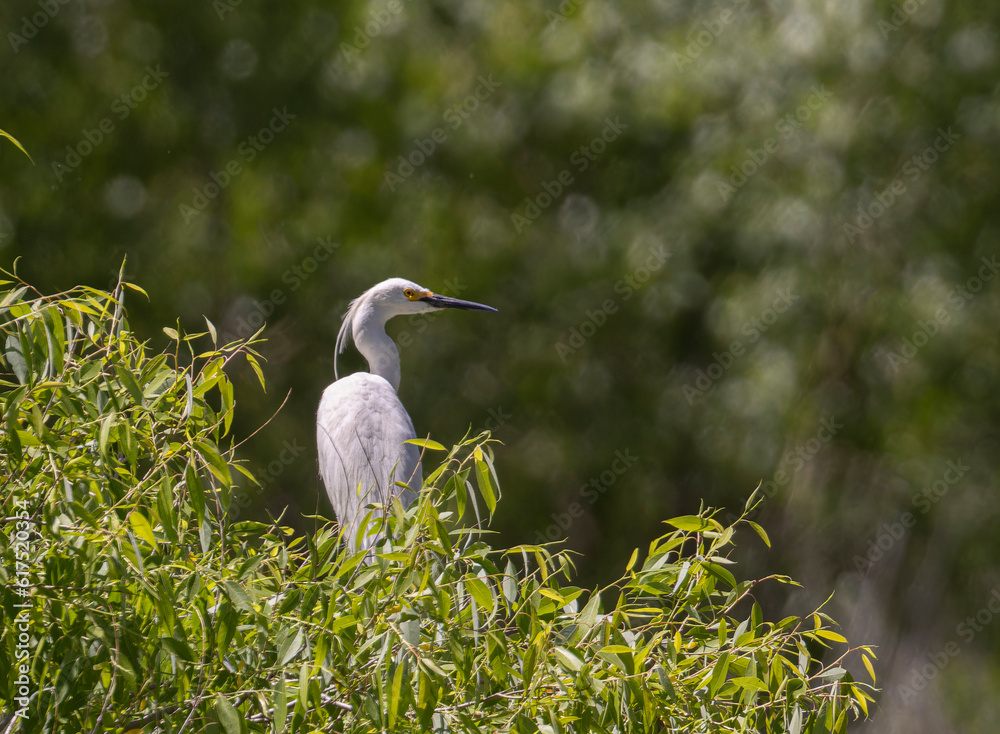 Obraz premium Great Blue Heron and Snowy Egrets