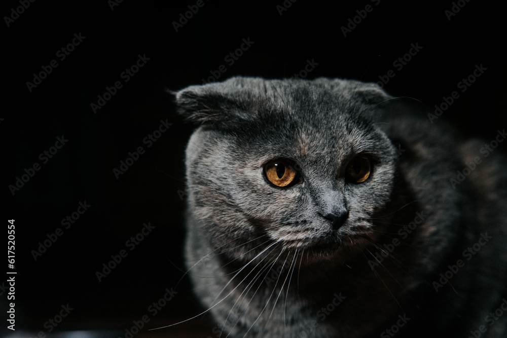Close-up of a Domestic Cat's Portrait on a Black Background