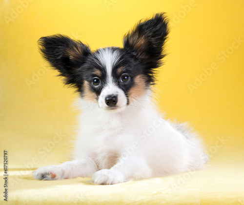 Cute puppy of the Continental Toy spaniel - Papillon - on a yellow background © Designpics