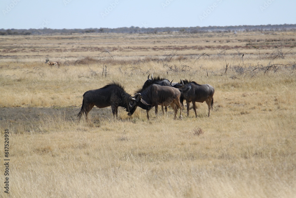 Gnus am Kämpfen Gnus am Kämpfen
