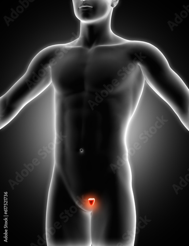 3D render of a medical image of a male figure with prostrate highlighted