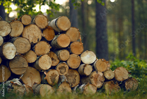 Sawn round birch firewood.Harvesting firewood for the stove for the winter.Wood fuel.