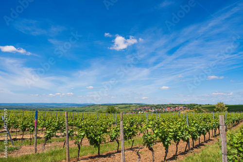 Hike through the vineyards around the Wi  berg in Rheinhessen - Germany