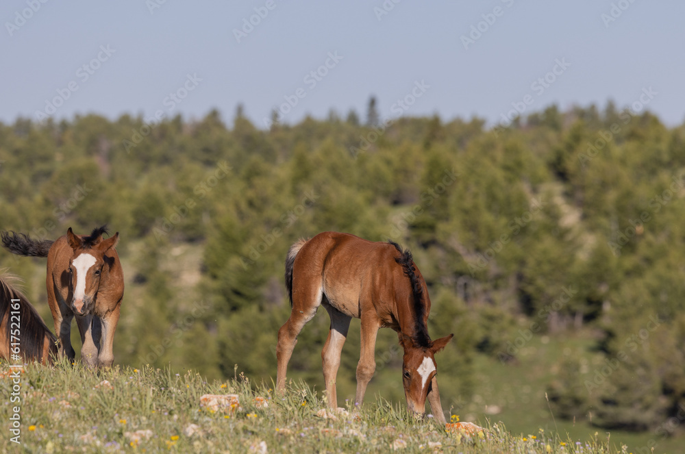 Wild Horses in Summer in the Pryor Mountains Montana Wild Horses in Summer in the Pryor Mountains Montana
