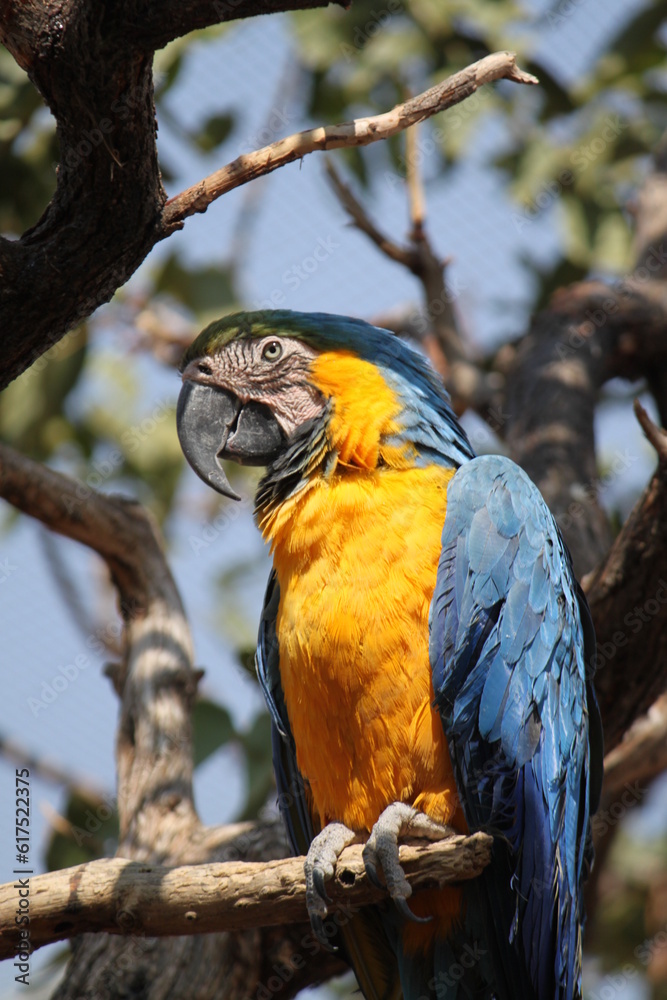 Obraz premium Papagei