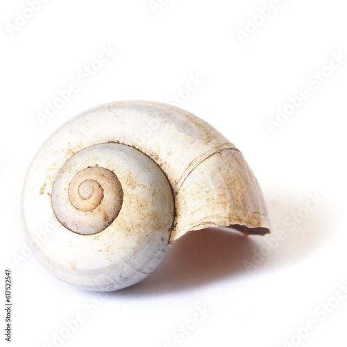 An isolated snail shell over a white background with good detal on the natural design.
