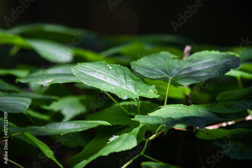 Wallpaper Mural bright green leaves summer nature background Torontodigital.ca