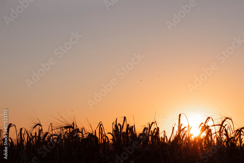 Ears of wheat in the field at sunset