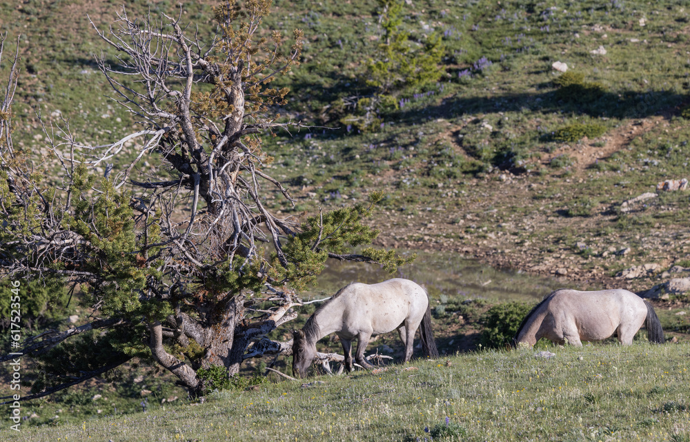 Wild Horses in Summer in the Pryor Mountains Montana Wild Horses in Summer in the Pryor Mountains Montana