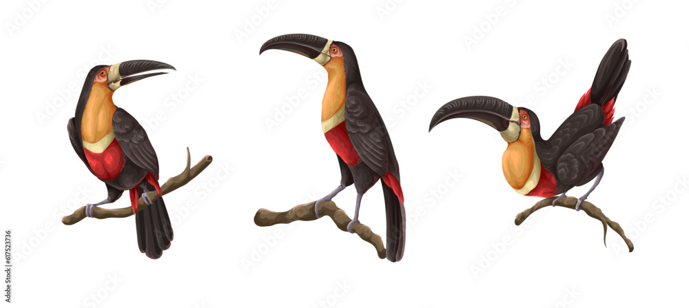 Obraz premium Toucans on the branches isolated. Vector.