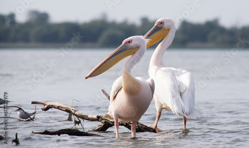 pelicans on the lake at sunset © Melinda Nagy