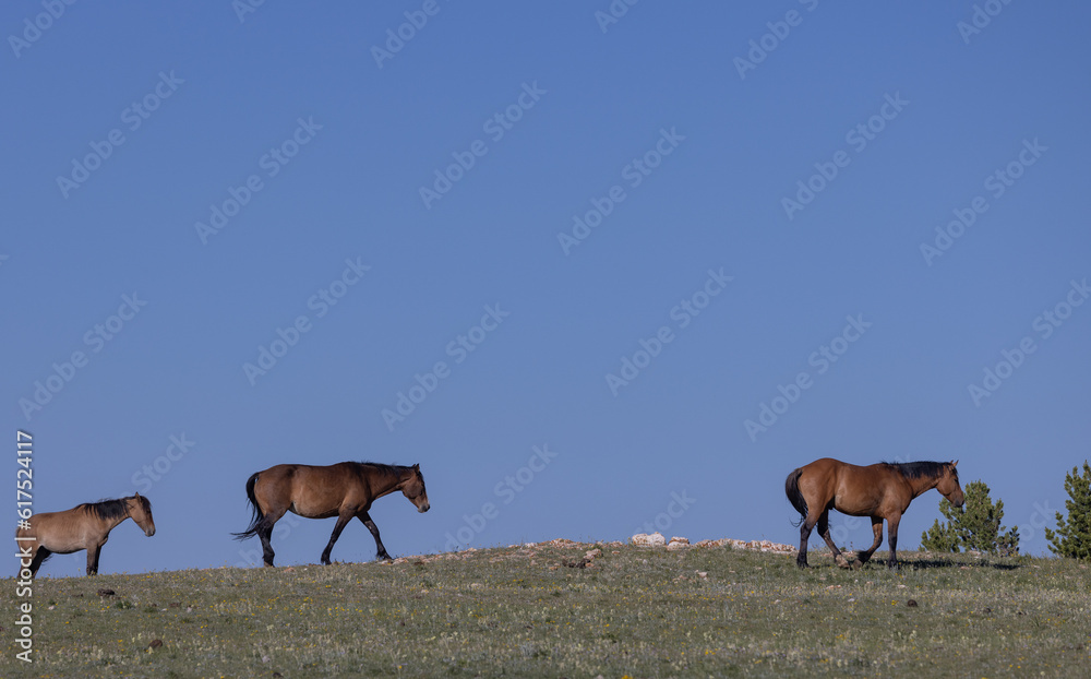 Fototapeta premium Wild Horses in Summer in the Pryor Mountains Montana