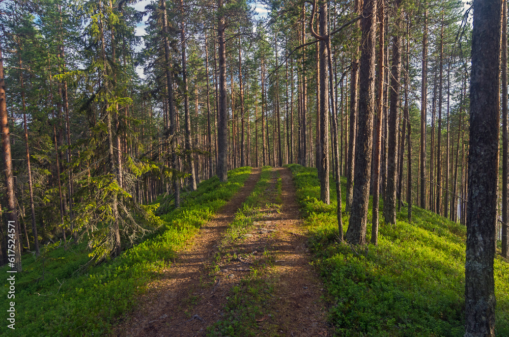 Forest road climbs the hill. Karelia, Russia.