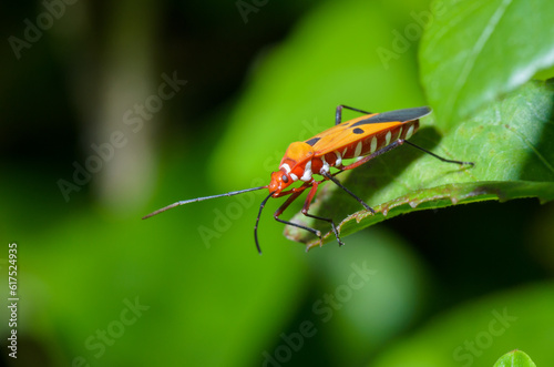 Red Cotton Bug (Dysdercus cingulatus) Close-up on a green leaf © Designpics