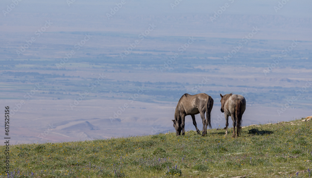 Wild Horses in Summer in the Pryor Mountains Montana Wild Horses in Summer in the Pryor Mountains Montana