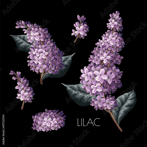 Purple lilac and leves isolated. Vector.